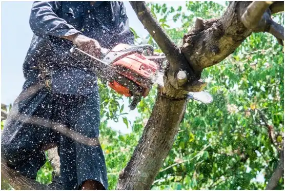 tree services Wheatland